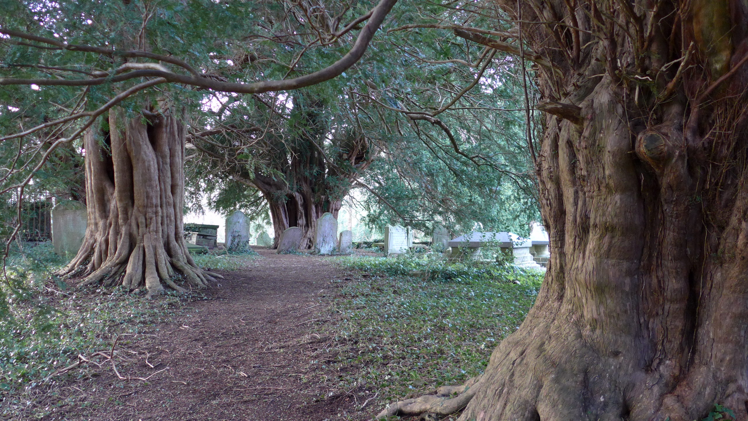 Llanfeugan Church Yews