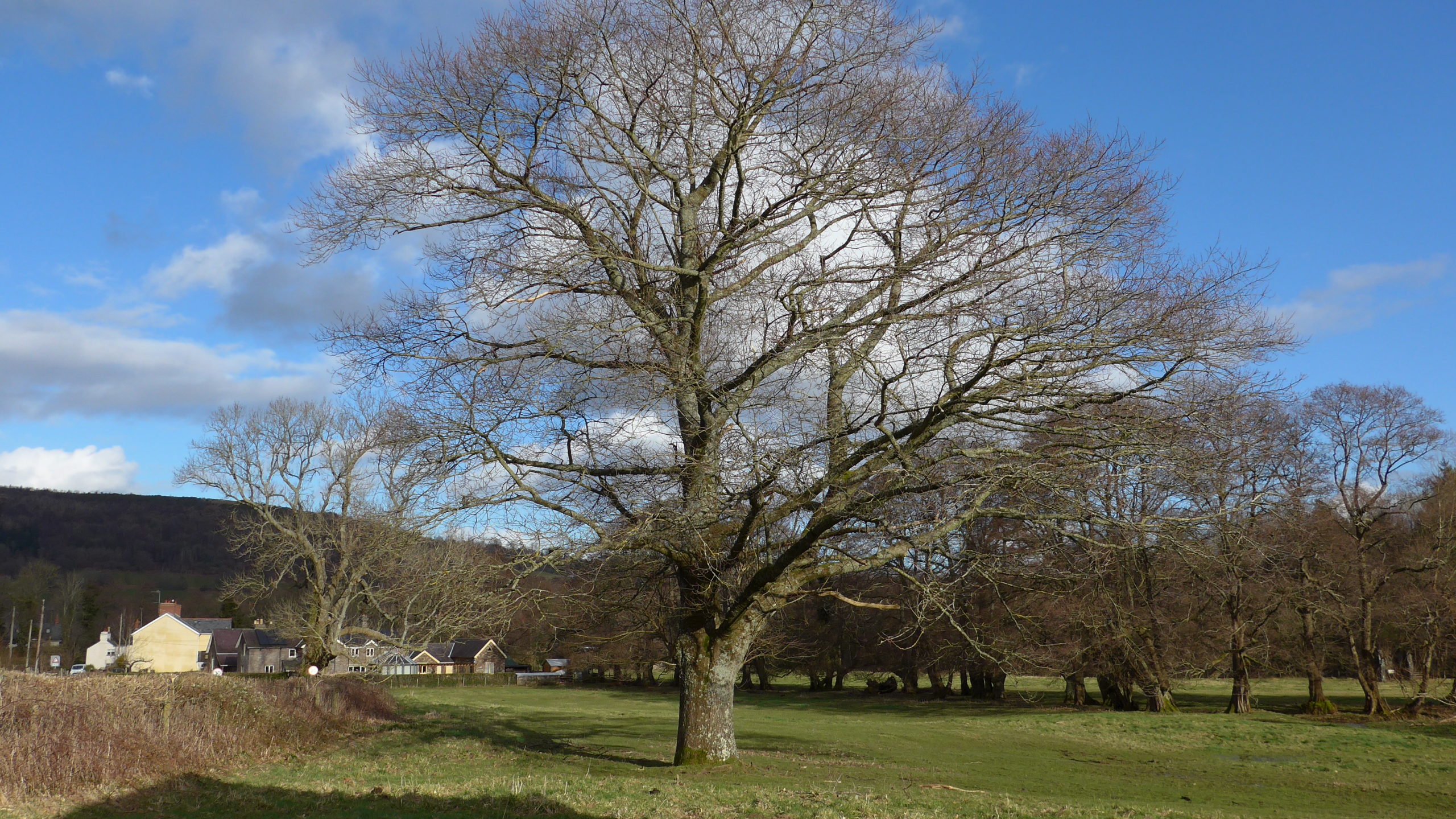 The 1953 Coronation Oak Talybont