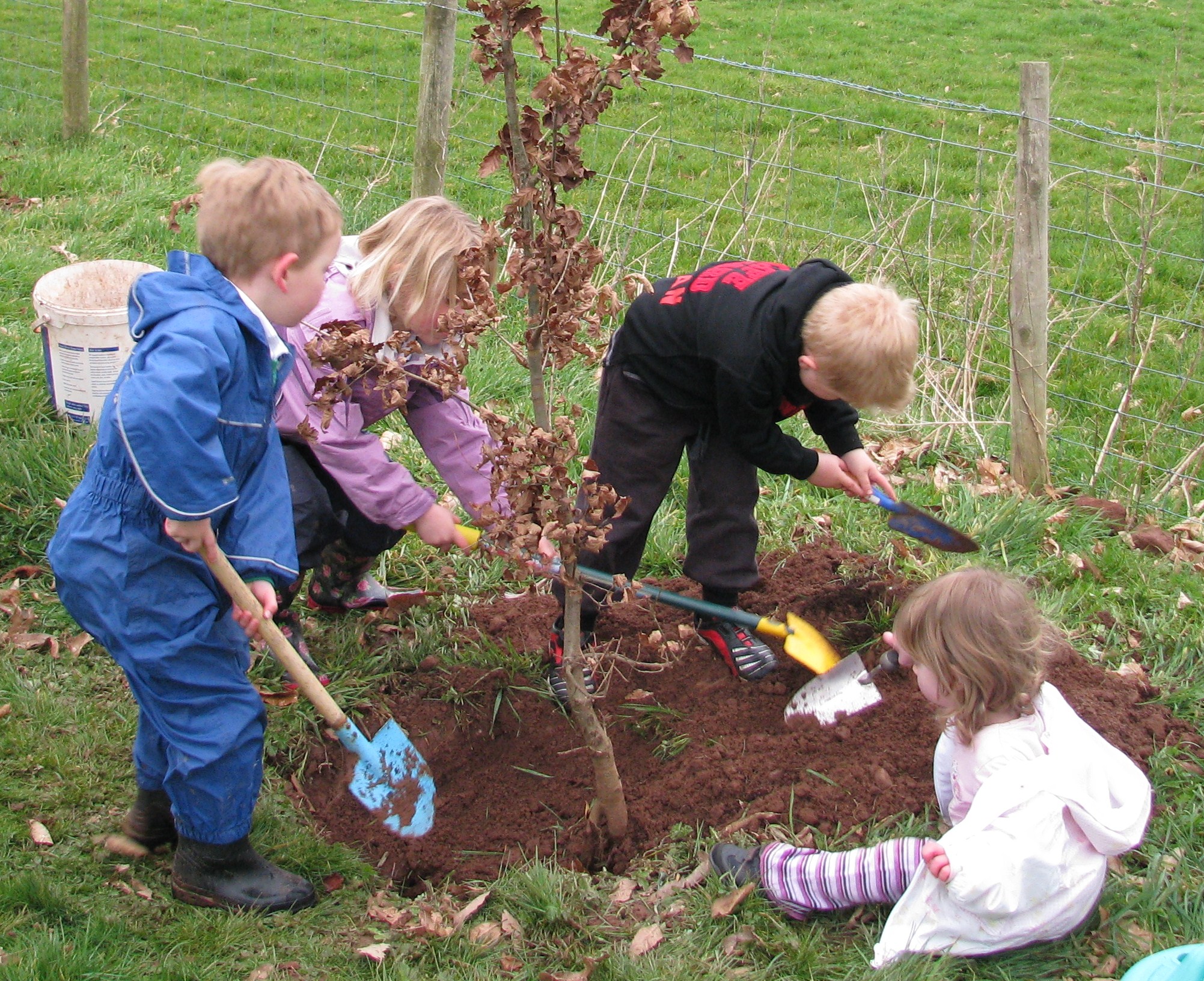 Planting Jubilee Trees