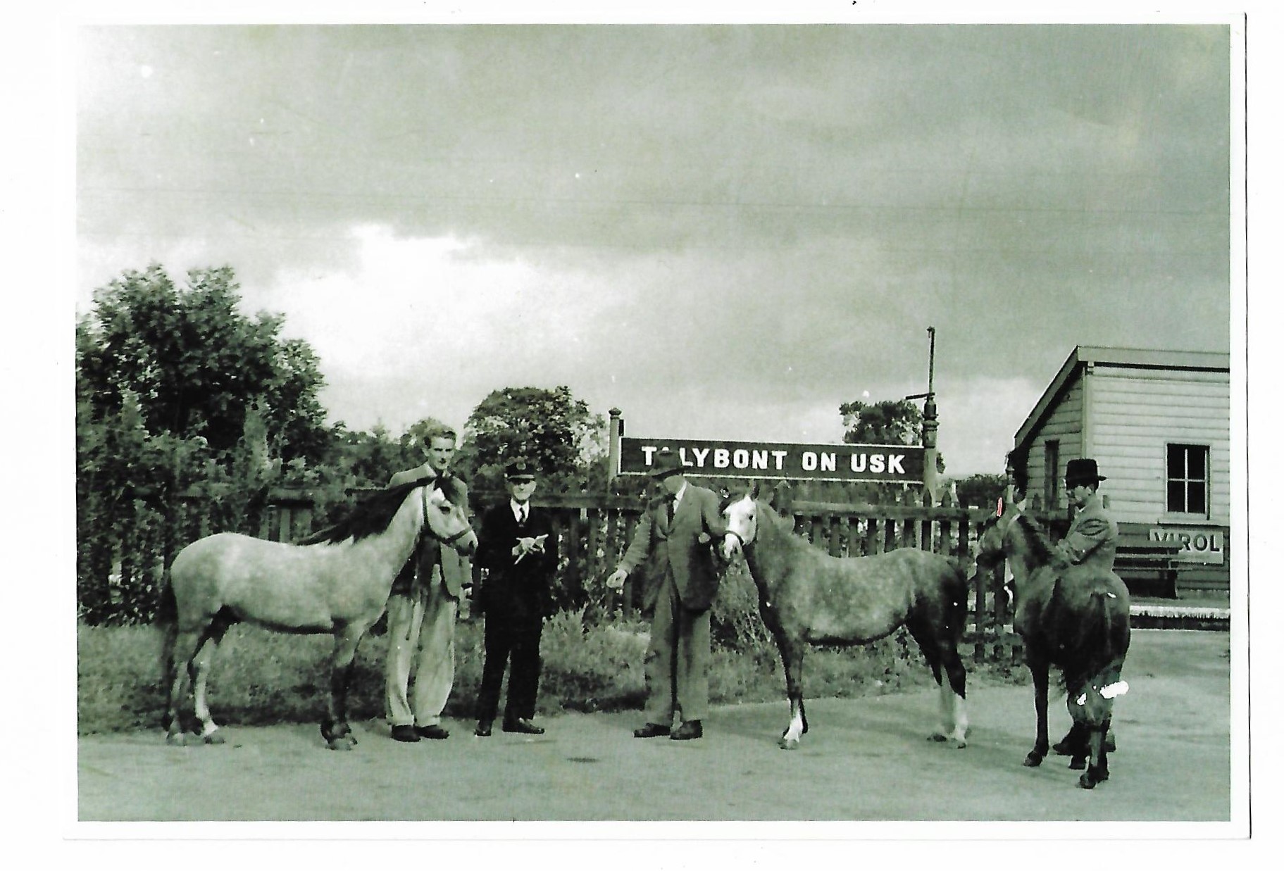 Criban ponies at the station for export abroad