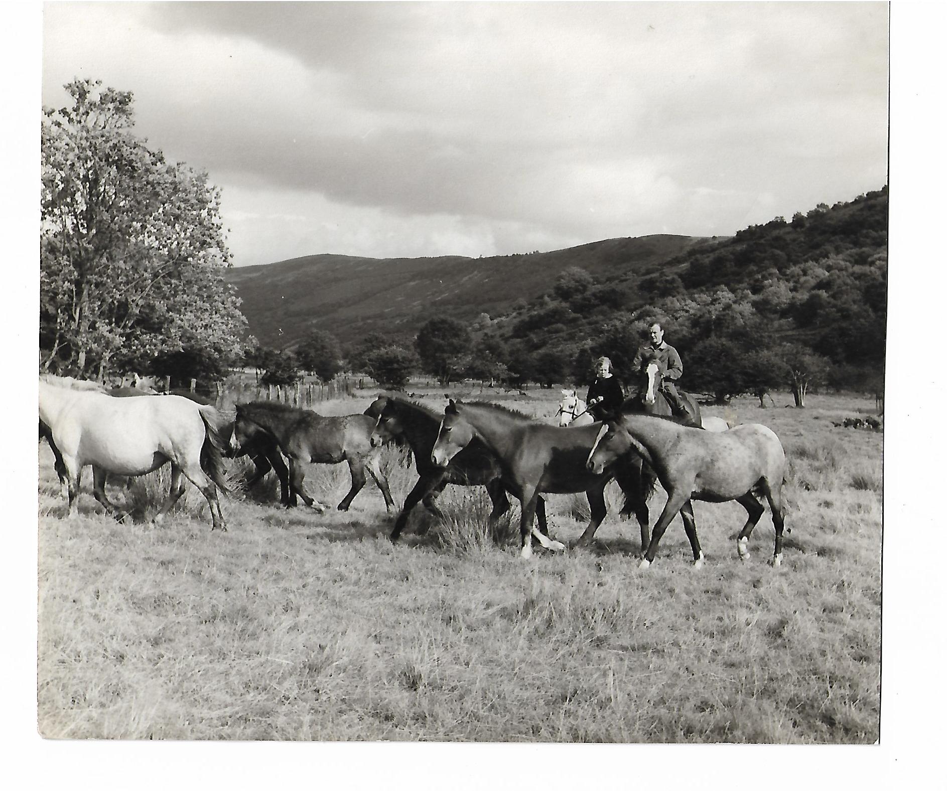 Criban ponies feature in the film Tiger Bay with John and Haley Mills 1959