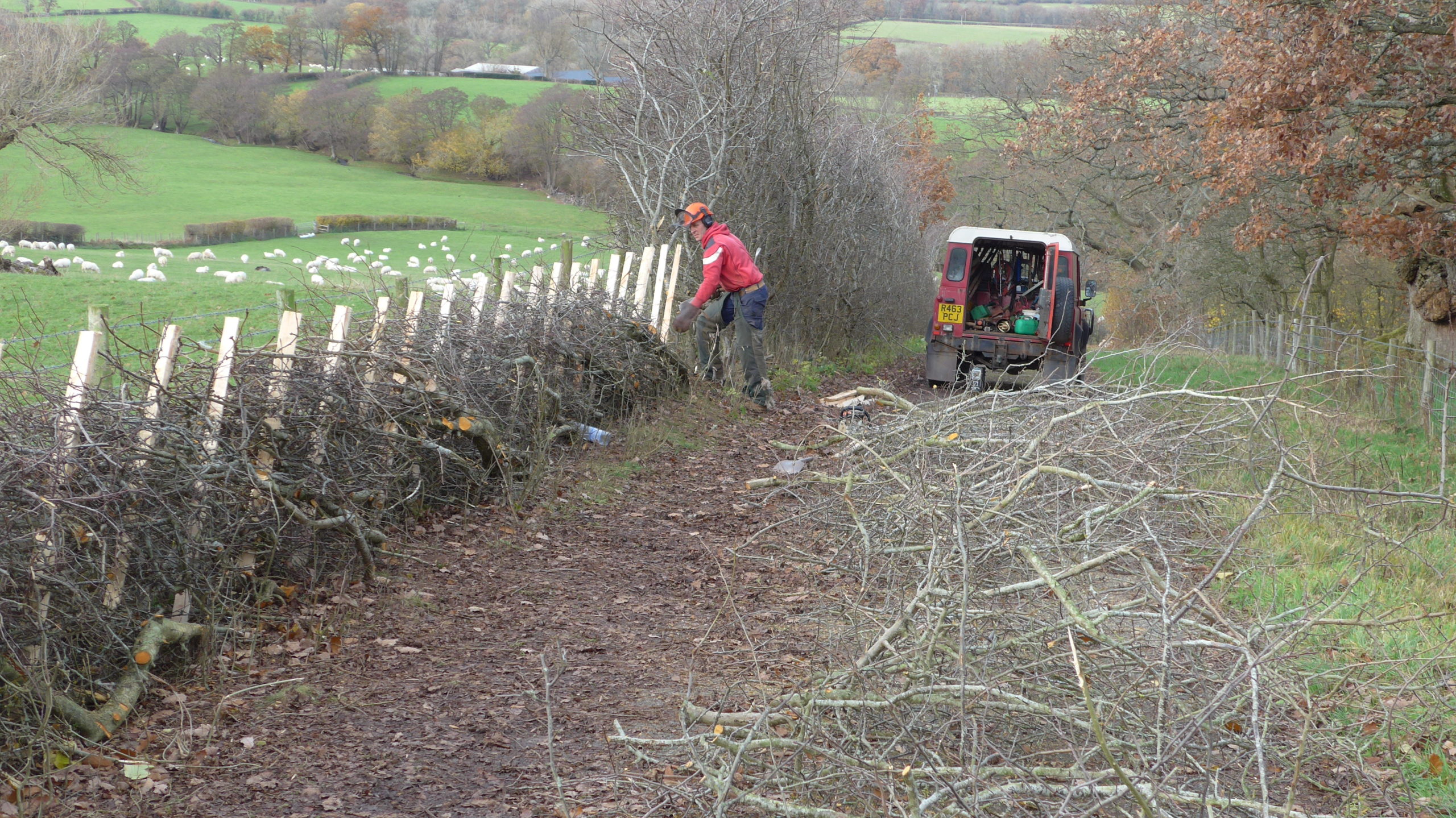 Hedge Laying 2018