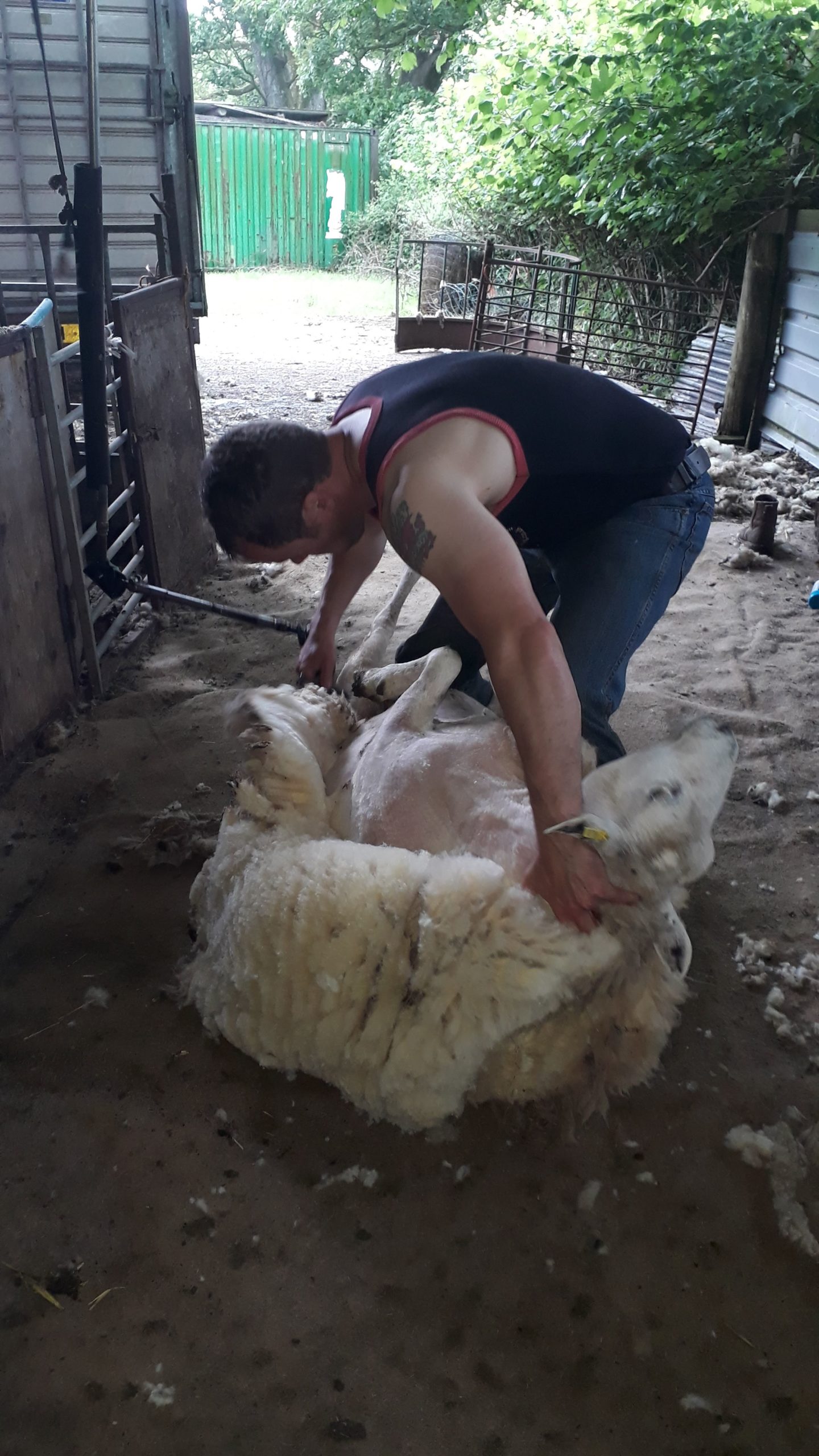 Huw Morgan shearing 2019