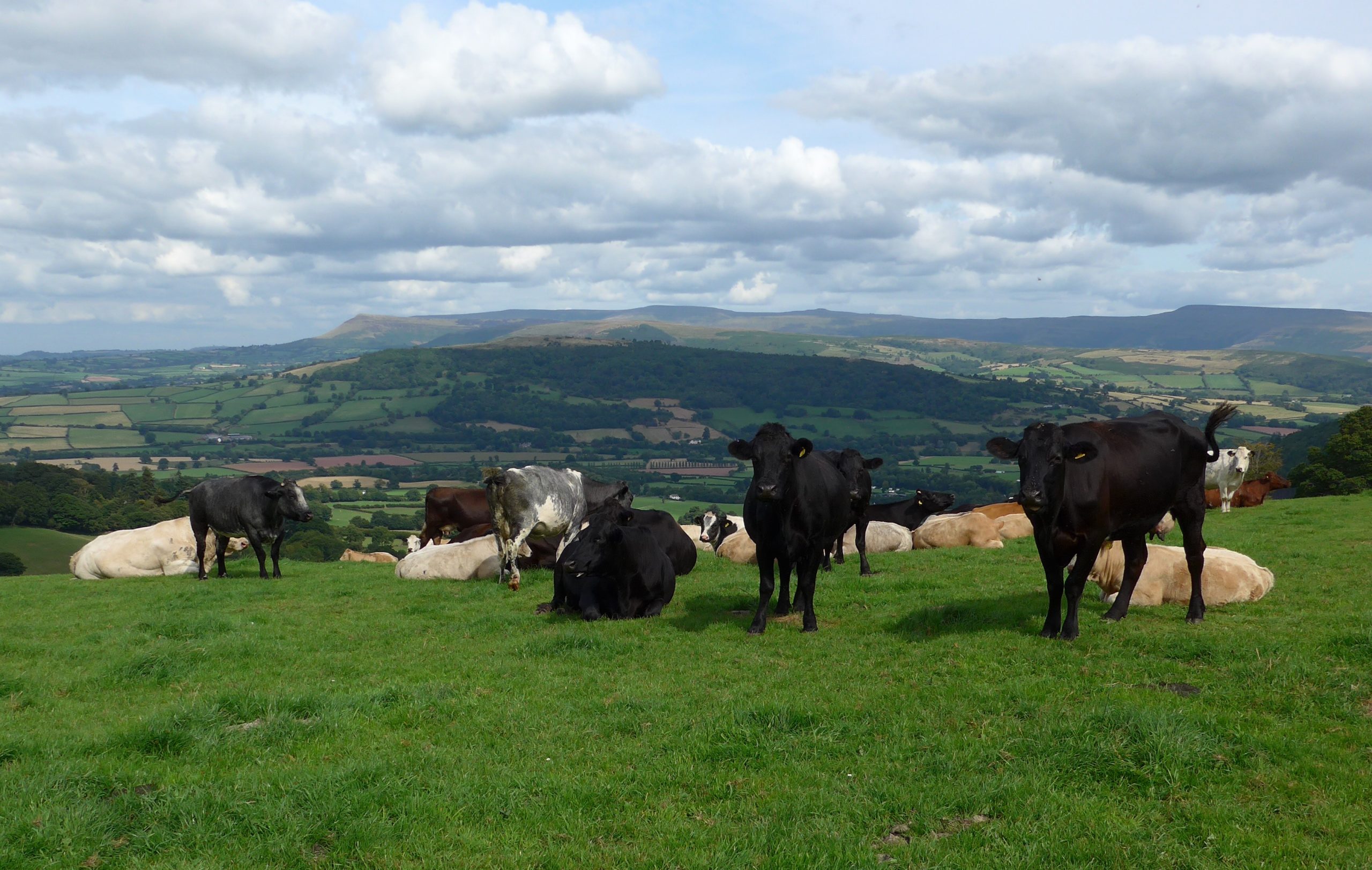 Cattle grazing above Aber 2019